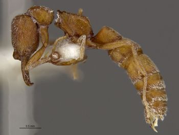 Media type: image;   Entomology 34785 Aspect: habitus lateral view